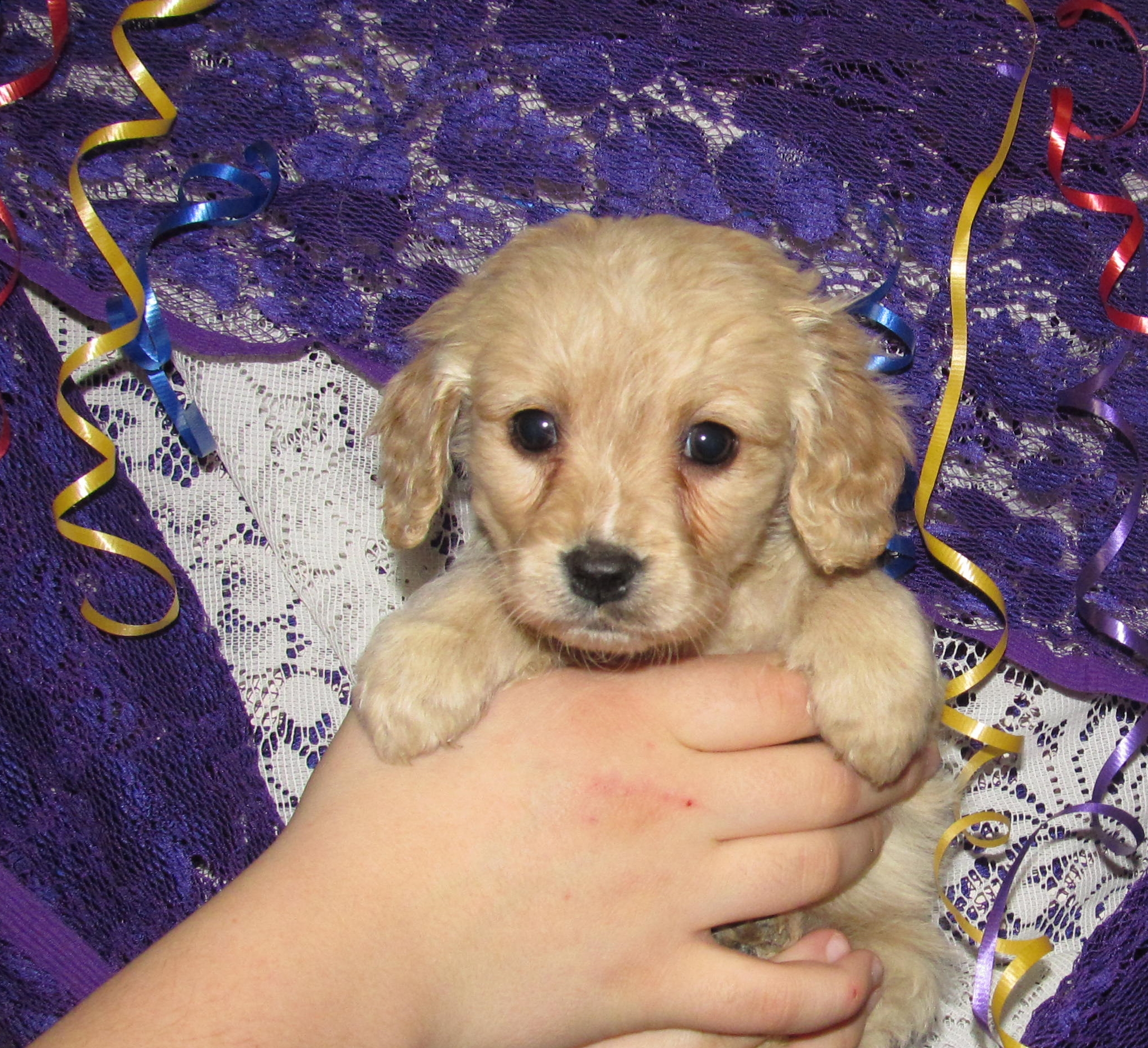 miniature golden retriever breeders puppy food aggression breeds picture miniature golden retriever breeders puppy food aggression breeds picture