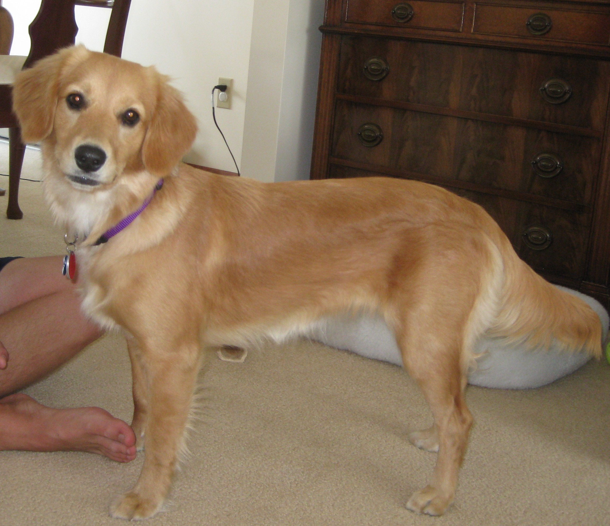 mini golden retriever past puppies 3 mini golden retriever past puppies 3